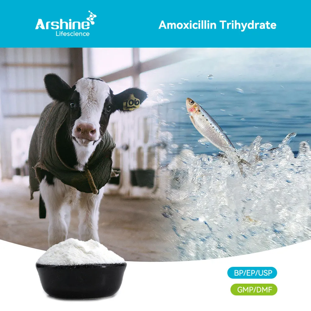 A Comprehensive Technical Analysis of the Gold Standard Beta-Lactam in Veterinary and Human Medicine