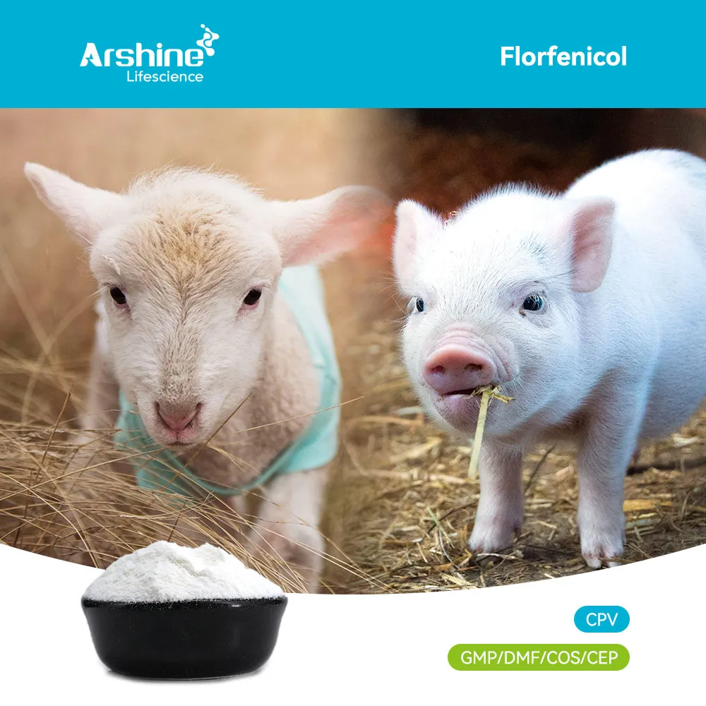 The Definitive Industry Guide to Florfenicol API: Advanced Pharmacology, Multi-Species Applications, and Global Sourcing Standards